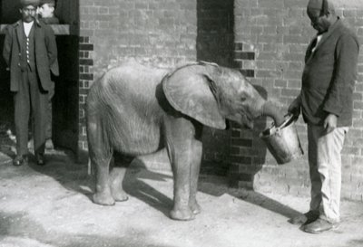 Young African Elephant Kiberenge being fed by Darisha while Syed Ali looks on in the background, London Zoo, September 1923 by Frederick William Bond